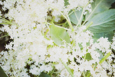 elder-flower