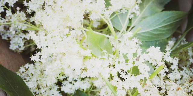 elder-flower